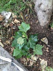 Platanus × hispanica