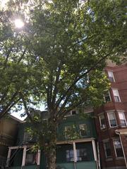 Platanus × hispanica