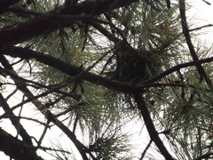 Pinus arizonica