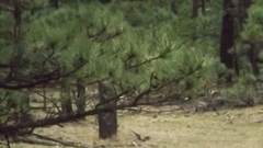 Pinus arizonica