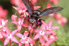 Xylocopa nasalis