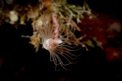 Ectopleura
