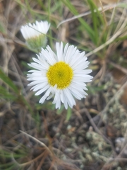 Erigeron caespitosus