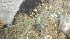 Ceanothus pauciflorus
