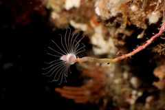 Ectopleura