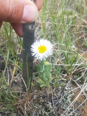 Erigeron caespitosus