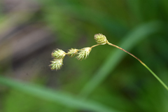 Carex tenera