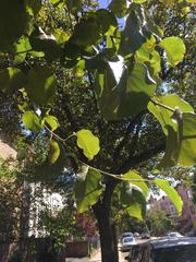 Pyrus calleryana