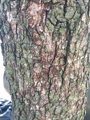 Pyrus calleryana
