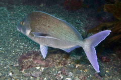 Nemadactylus douglasii