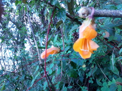 Columnea strigosa