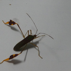 Anisoscelis scutellaris