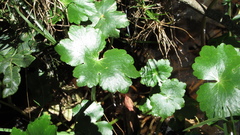 Hydrocotyle ranunculoides