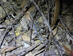 Diplodactylus vittatus