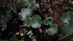 Hydrocotyle ranunculoides