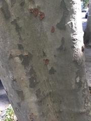 Platanus × hispanica