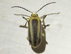 Derospidea brevicollis