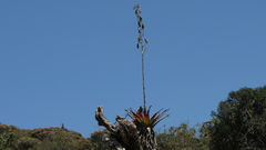 Tillandsia denudata