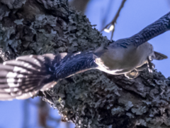 Melanerpes carolinus