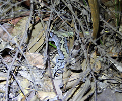 Diplodactylus vittatus