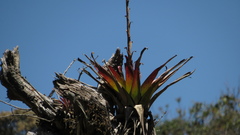 Tillandsia denudata