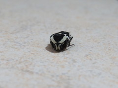 Amithao marginicollis