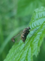 Tabanomorpha