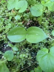 Neottia banksiana