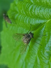Tabanomorpha