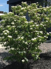 Cornus kousa