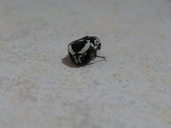 Amithao marginicollis