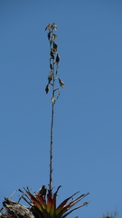 Tillandsia denudata
