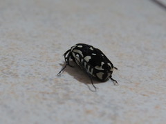 Amithao marginicollis