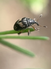 Nanophyes marmoratus