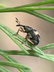 Nanophyes marmoratus