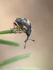 Nanophyes marmoratus