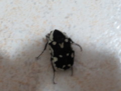 Amithao marginicollis
