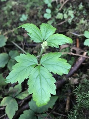 Tiarella trifoliata trifoliata