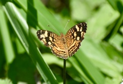 Anthanassa frisia