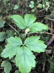 Tiarella trifoliata trifoliata