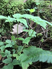 Tiarella trifoliata trifoliata