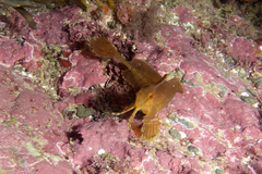 Cristiceps aurantiacus