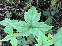 Tiarella trifoliata trifoliata