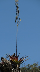 Tillandsia denudata