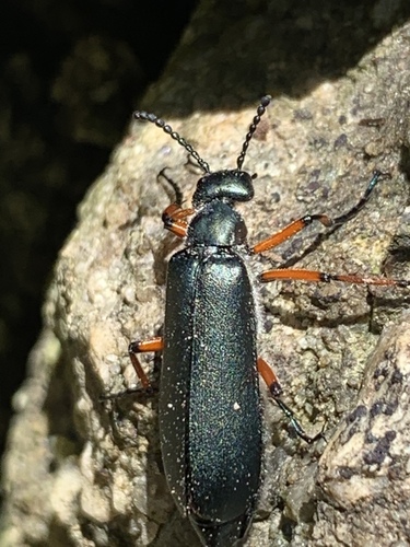 Say's Blister Beetle photo 3
