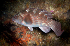 Banded Parrotfish photo 2