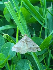 Phalaenophana pyramusalis