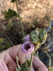 Malacothamnus aboriginum
