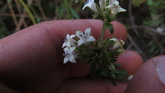 Galianthe bogotensis