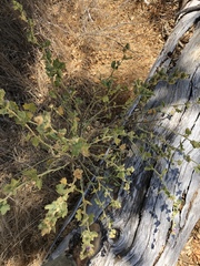 Malacothamnus aboriginum